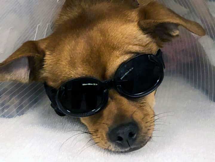 Laser Therapy for Dogs
