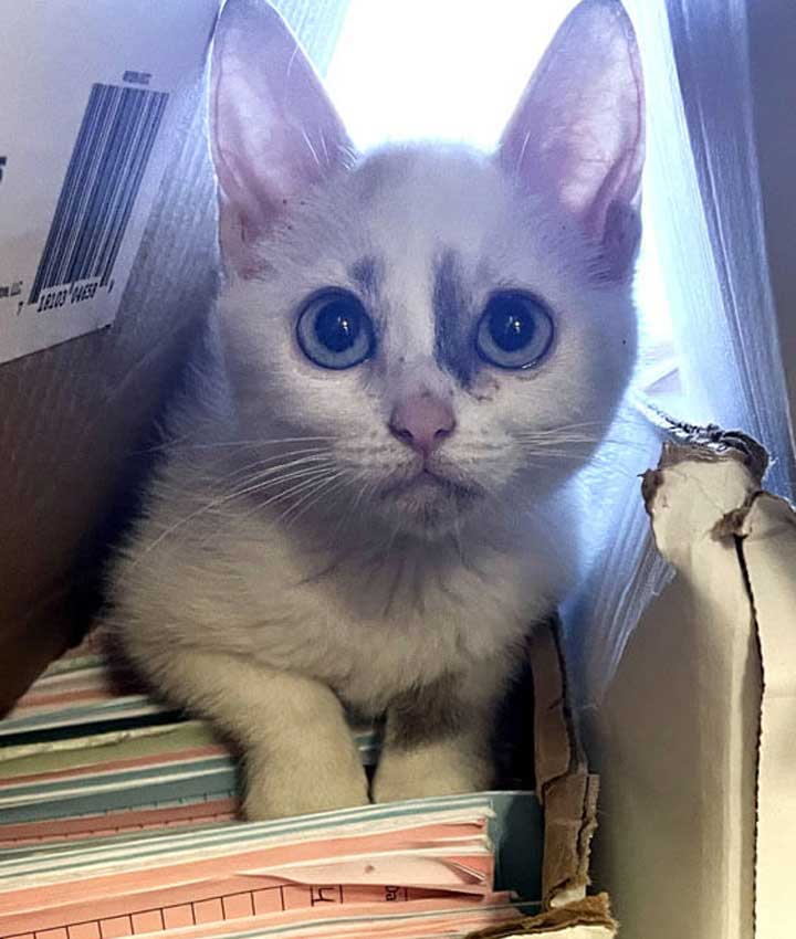 Azula - Clinic Cat
